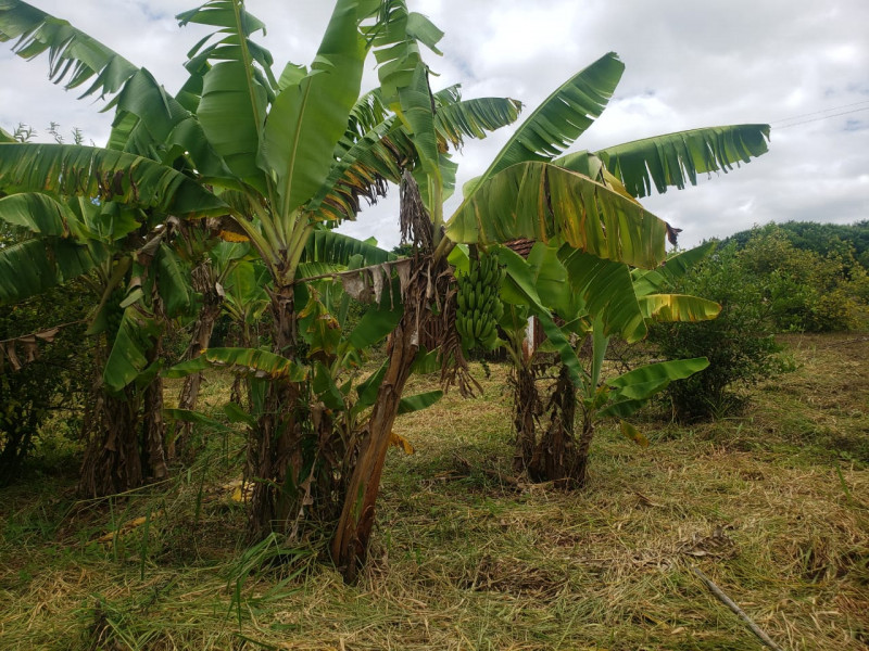 Sítio à venda Centro com 24m² e 3 quartos por R$ 650.000 - 888193071-img-20230707-wa0013.jpg