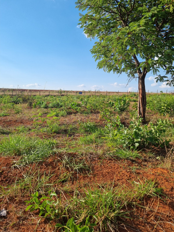 Terreno à venda Vl. Sao Jose com 695m² e 1 quarto por R$ 110.000 - 192154639-20221107-163112.jpg