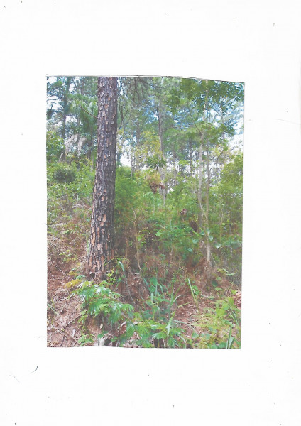 Terreno à venda Assunção com 166m² e 1 quarto por R$ 30.000 - 1402486679-foto-terr-pinheiro.jpg