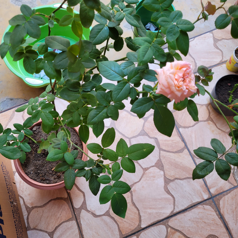 Casa à venda Centro com 40m² e 3 quartos por R$ 480.000 - 71008168-1000010902.jpg