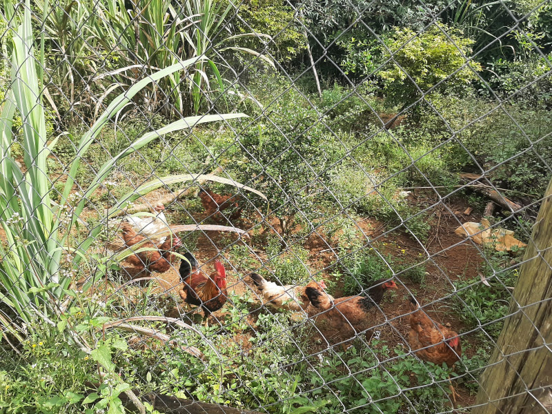 Casa à venda Centro com 181m² e 3 quartos por R$ 620.000 - 403106018-14.jpg