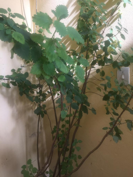 Casa à venda Jardim Represa com 103m² e 3 quartos por R$ 450.000 - 1292544036-img-20210810-wa0022.jpg