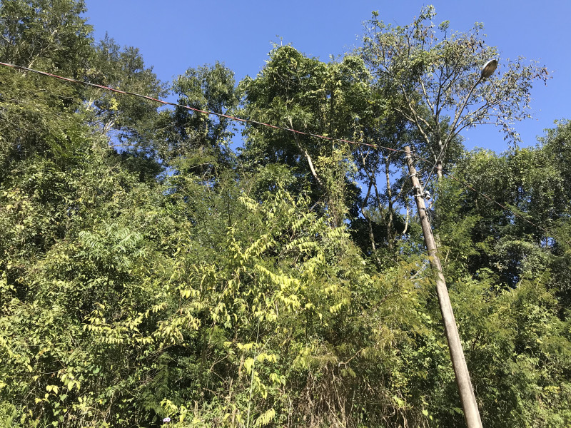 Terreno à venda Recanto dos Pássaros com 1665m² e 1 quarto por R$ 215.000 - 1035239904-img-9829.jpg