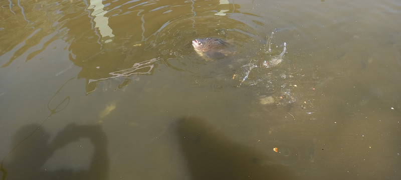 Chácara à venda Centro com 3450m² e 7 quartos por R$ 1.200.000 - 2093076751-2335.jpg