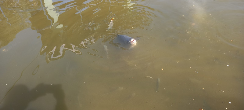 Chácara à venda Centro com 3450m² e 7 quartos por R$ 1.200.000 - 921904030-2232.jpg