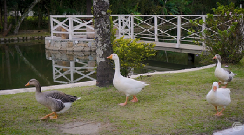 Terreno à venda Parque Suica com 3000m² e 1 quarto por R$ 300.000 - 1639460163-patos.png
