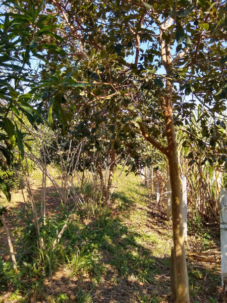 Chácara à venda Centro com 4539m² e 1 quarto por R$ 300.000 - 1148954937-img-20190729-110643067-hdr.jpg