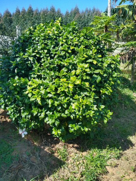 Chácara à venda Centro com 4539m² e 1 quarto por R$ 300.000 - 1507208038-img-20190729-110823424-hdr.jpg