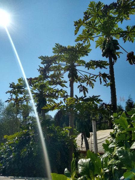 Chácara à venda Centro com 4539m² e 1 quarto por R$ 300.000 - 1711189079-img-20190729-110900262-hdr.jpg