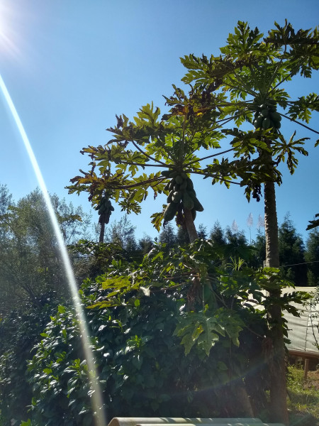 Chácara à venda Centro com 4539m² e 1 quarto por R$ 300.000 - 1769088735-img-20190729-110845202-hdr.jpg