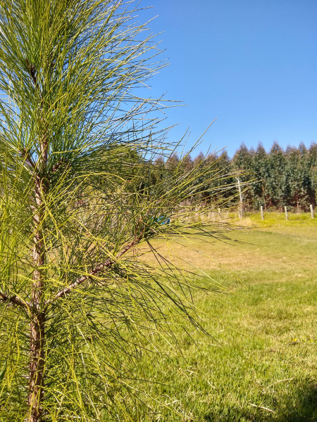 Chácara à venda Centro com 4539m² e 1 quarto por R$ 300.000 - 2004285967-img-20190729-111049306-hdr.jpg