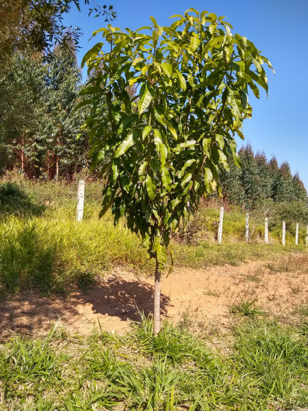 Chácara à venda Centro com 4539m² e 1 quarto por R$ 300.000 - 344628301-img-20190729-111431722-hdr.jpg