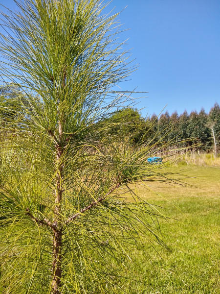 Chácara à venda Centro com 4539m² e 1 quarto por R$ 300.000 - 498265652-img-20190729-111117012-hdr.jpg