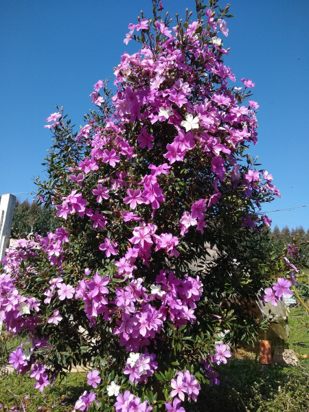 Chácara à venda Centro com 4539m² e 1 quarto por R$ 300.000 - 876996193-img-20190729-111016984.jpg