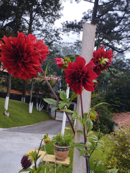 Chácara à venda Balneária  com 1250m² e 4 quartos por R$ 1.250.000 - 27266368-whatsapp-image-2023-08-16-at-19.jpeg