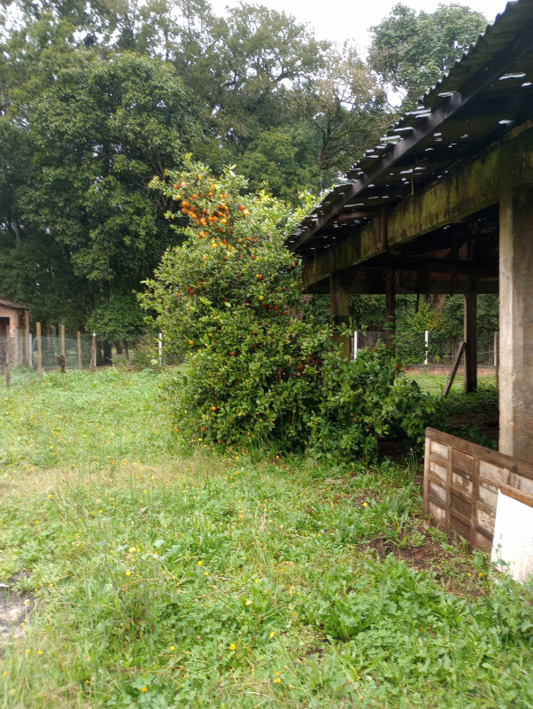 Chácara à venda Centro com 500m² e 2 quartos por R$ 270.000 - 284165692-img-20230812-133931183.jpg