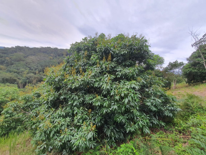 Sítio à venda Centro  com 13233777m² e 1 quarto por R$ 600.000 - 1491064660-whatsapp-image-2023-08-18-at-21.jpeg