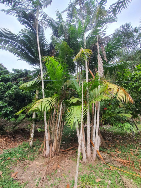 Sítio à venda Centro  com 13233777m² e 1 quarto por R$ 600.000 - 1508301854-whatsapp-image-2023-08-18-at-21.jpeg