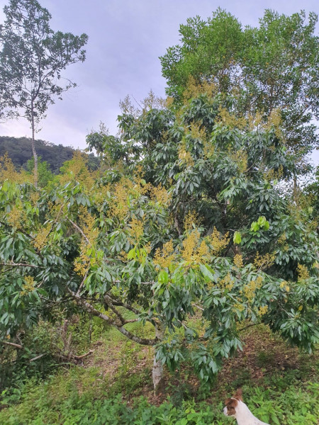 Sítio à venda Centro  com 13233777m² e 1 quarto por R$ 600.000 - 728070218-whatsapp-image-2023-08-18-at-21.jpeg