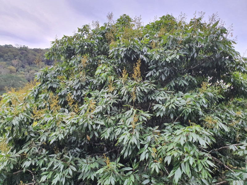 Sítio à venda Centro  com 13233777m² e 1 quarto por R$ 600.000 - 728663455-whatsapp-image-2023-08-18-at-21.jpeg