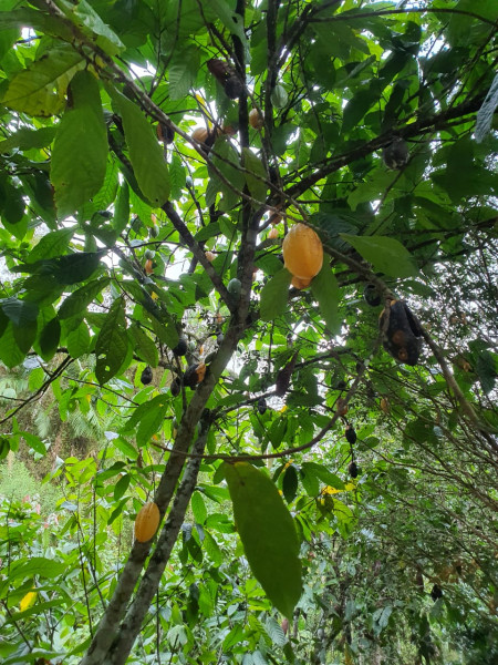 Sítio à venda Centro  com 13233777m² e 1 quarto por R$ 600.000 - 786096527-whatsapp-image-2023-08-18-at-21.jpeg