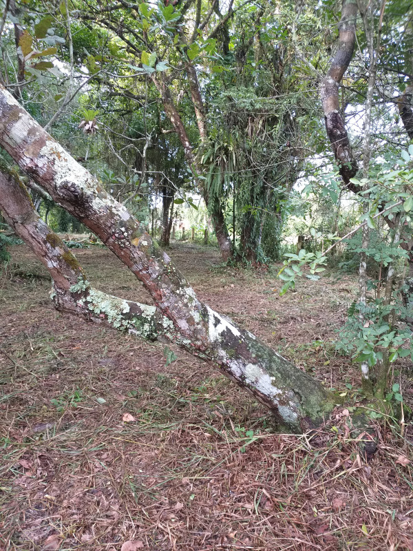 Terreno à venda Estância Antonio Novaes com 251m² e 1 quarto por R$ 50.000 - 1192890191-20210529-145826.jpg