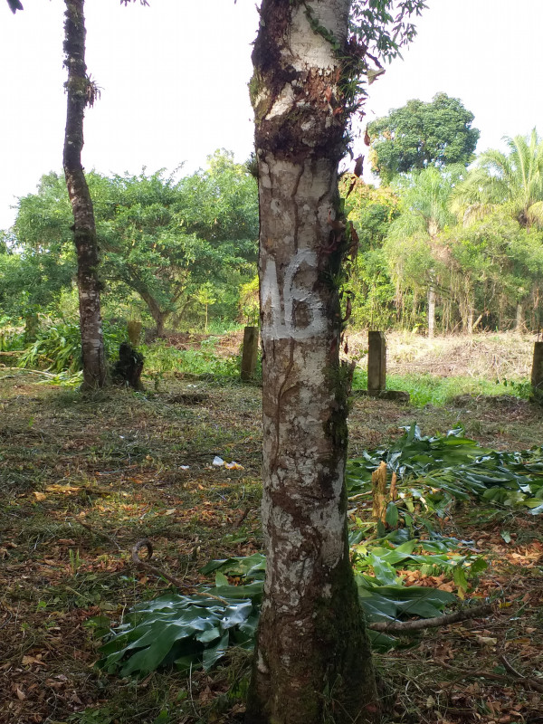 Terreno à venda Estância Antonio Novaes com 251m² e 1 quarto por R$ 50.000 - 550878840-20210529-151024.jpg