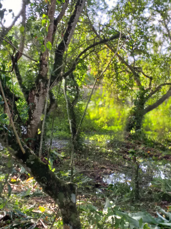 Terreno à venda Estância Antonio Novaes com 251m² e 1 quarto por R$ 50.000 - 598438661-20210529-152356.jpg