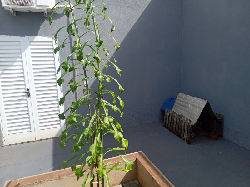 Casa à venda Centro com 200m² e 2 quartos por R$ 320.000 - 1423721534-20230718-121546144.jpg