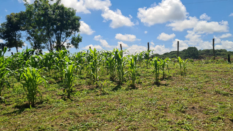 Chácara à venda Centro com 32000m² e 3 quartos por R$ 700.000 - 1174999228-d7a9b1cf-9fa9-441a-9b20-396854d8b0e5.jpg