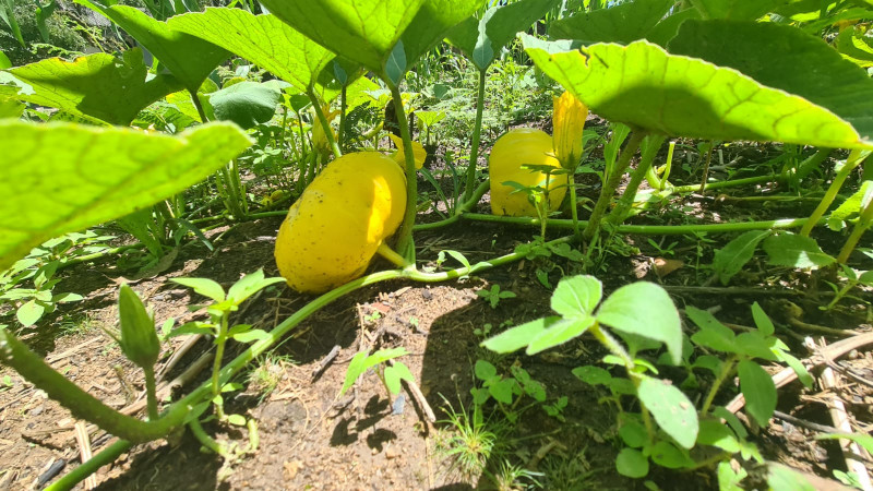 Chácara à venda Centro com 32000m² e 3 quartos por R$ 700.000 - 1851254046-76baad70-a4b2-4ca4-ab59-fdb63029969d.jpg