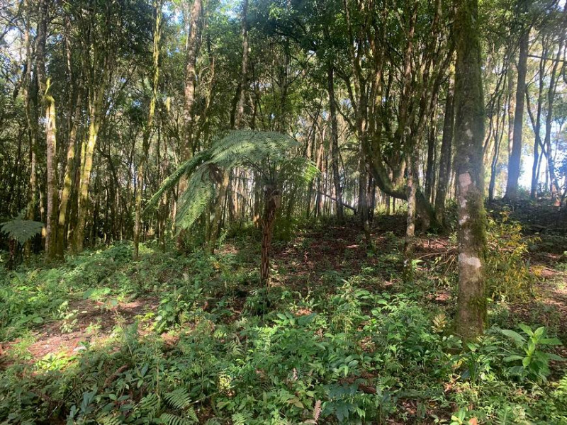 Chácara à venda Centro com 32000m² e 3 quartos por R$ 700.000 - 698375567-bea35247-22f2-47fd-8f3d-2d45ce3b3953.jpg