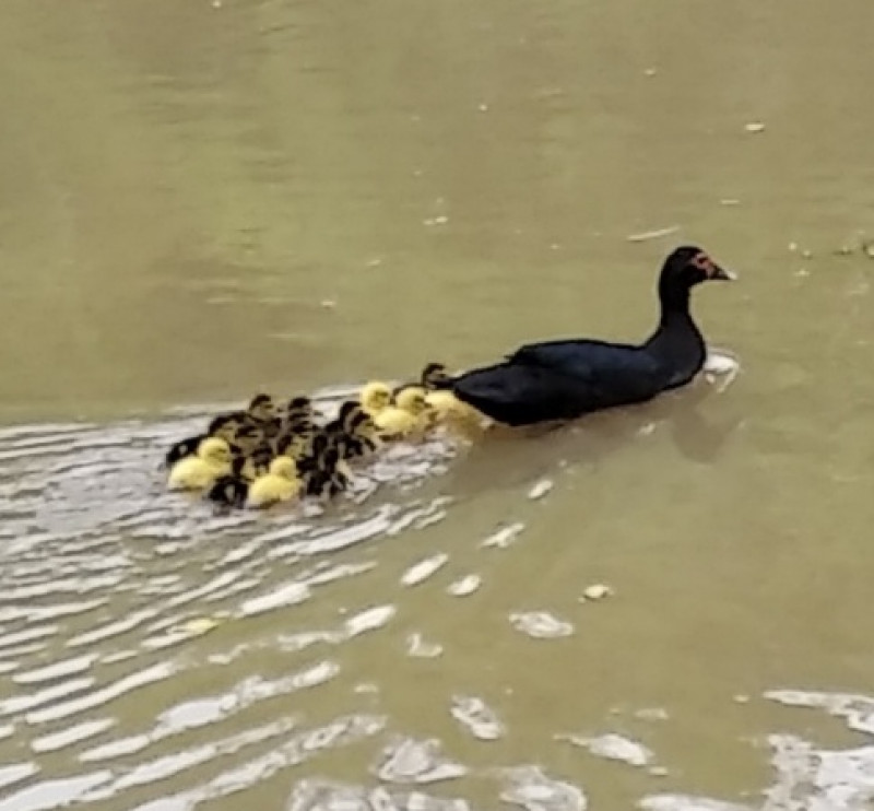 Sítio à venda Centro com 22400m² e 3 quartos por R$ 850.000 - 1769344107-img-20191102-152636.jpg