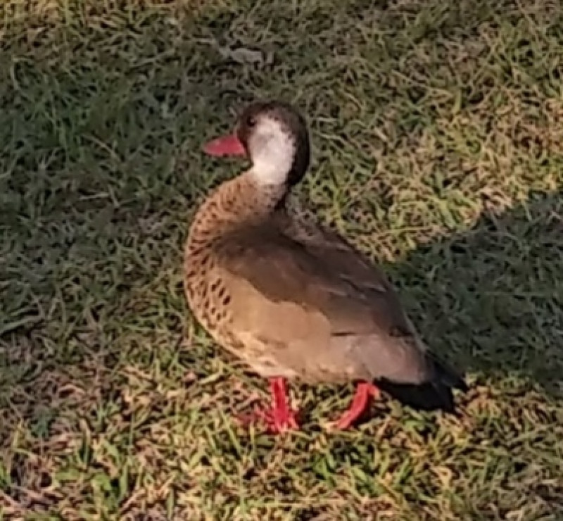 Sítio à venda Centro com 22400m² e 3 quartos por R$ 850.000 - 1776922188-img-20230629-150905.jpg