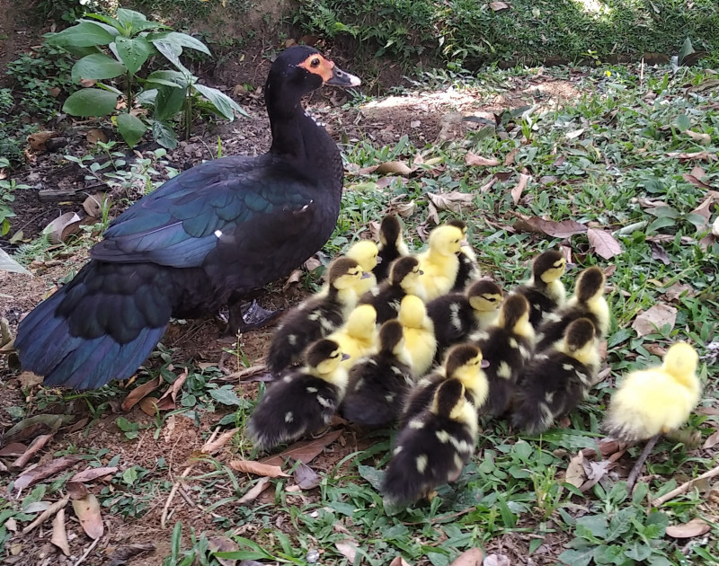 Sítio à venda Centro com 22400m² e 3 quartos por R$ 850.000 - 446477301-img-20191028-150926.jpg