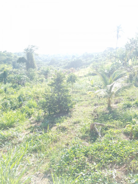 Sítio à venda Centro com 1200m² e 2 quartos por R$ 175.000 - 1252072562-img-20230306-wa0020.jpg