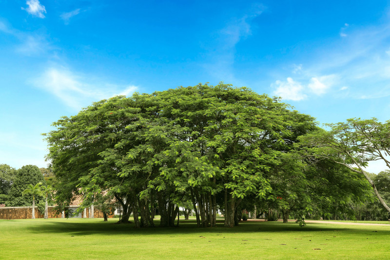 Terreno à venda Centro com 455m² e 1 quarto por R$ 300.000 - 313063532-imagem-10.jpg