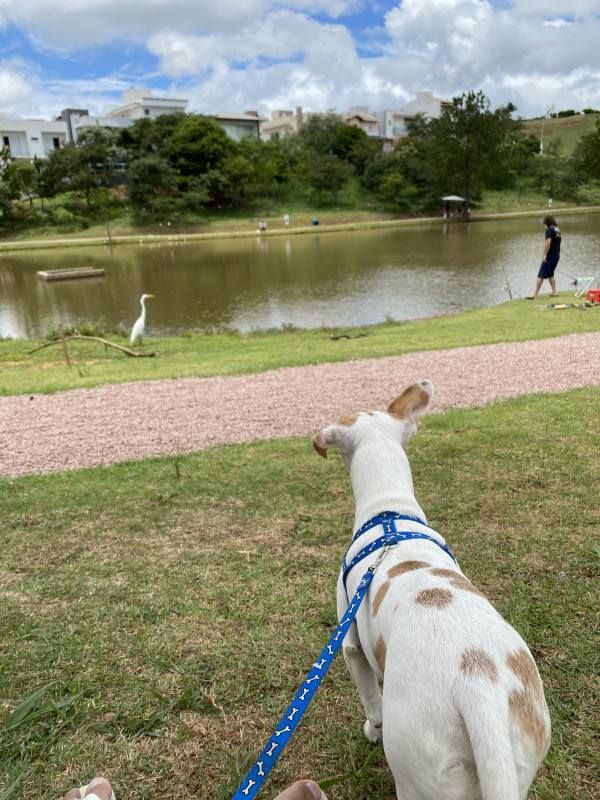 Terreno à venda Centro com 336m² e 1 quarto por R$ 230.000 - 1138847913-img-9916.jpeg