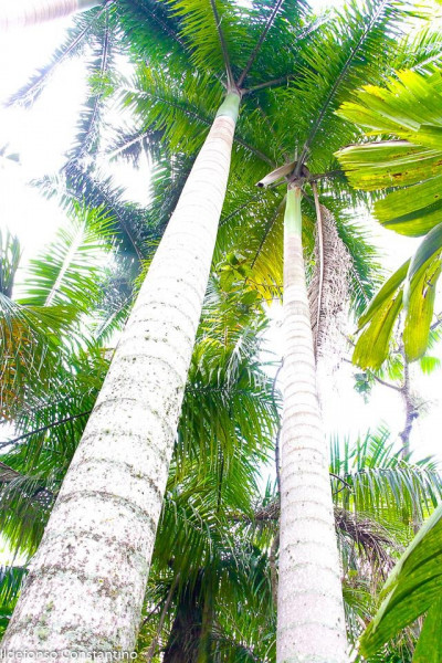 Sítio à venda Vargem Pequena com 84000m² e 1 quarto por R$ 8.400.000 - 220027971-img-20210420-wa0024.jpg