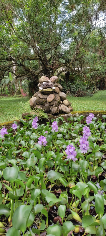 Sítio à venda Jardim Cel. com 20000m² e 9 quartos por R$ 870.000 - 1111645679-1000061911.jpg