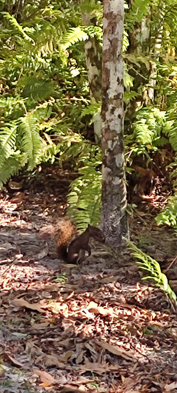 Sítio à venda Jardim Cel. com 20000m² e 9 quartos por R$ 870.000 - 1567208303-1000062502.jpg