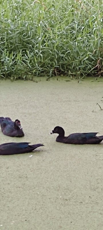 Sítio à venda Jardim Cel. com 20000m² e 9 quartos por R$ 870.000 - 2035554006-1000061862.jpg