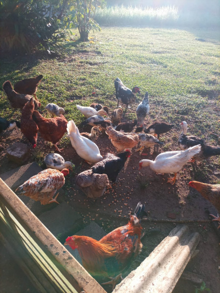 Sítio à venda Jardim Cel. com 20000m² e 9 quartos por R$ 870.000 - 2144652049-1000061022.jpg