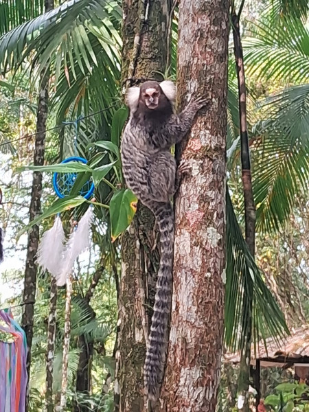 Sítio à venda Jardim Cel. com 20000m² e 9 quartos por R$ 870.000 - 217492938-1000065454.jpg