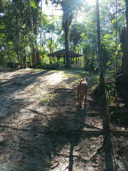 Sítio à venda Jardim Cel. com 20000m² e 9 quartos por R$ 870.000 - 769399299-1000060948.jpg