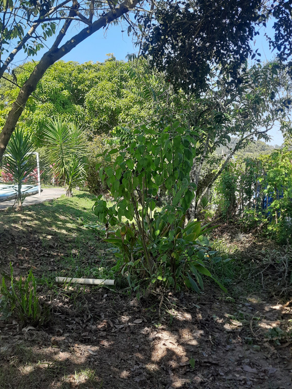 Chácara à venda Centro com 1000m² e 2 quartos por R$ 250.000 - 1826582278-20230520-115435.jpg