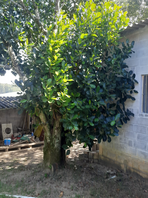 Chácara à venda Centro com 1000m² e 2 quartos por R$ 250.000 - 196379393-20230520-115454.jpg