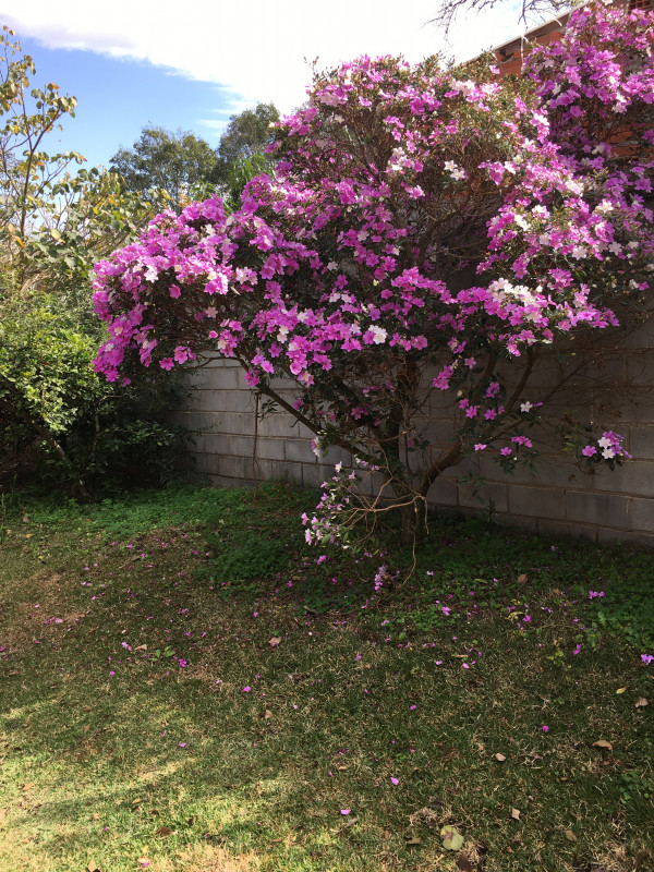 Chácara à venda Loteamento Portal de São Tiago com 200m² e 2 quartos por R$ 390.000 - 703094447-be6f2fc1-89b0-4fb4-a696-917496f3cf5c.jpeg