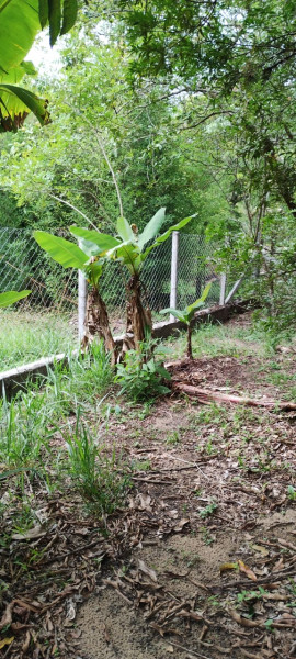 Chácara à venda Chácaras Guanabara com 2680m² e 3 quartos por R$ 650.000 - 285548428-img-20230304-wa0036.jpg