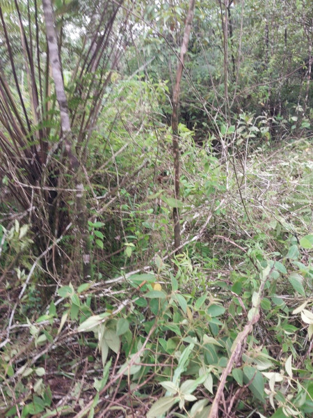Terreno à venda Centro com 24200m² e 1 quarto por R$ 54.000 - 2023231658-st12.jpg